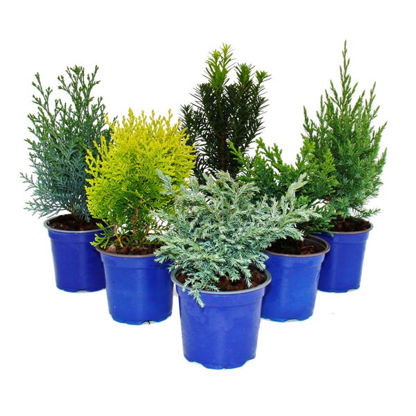 Zwerg-Koniferen-Set mit 6 Pflanzen - kleine Nadelgehölze für Beet und Balkon - im 10,5cm Topf
