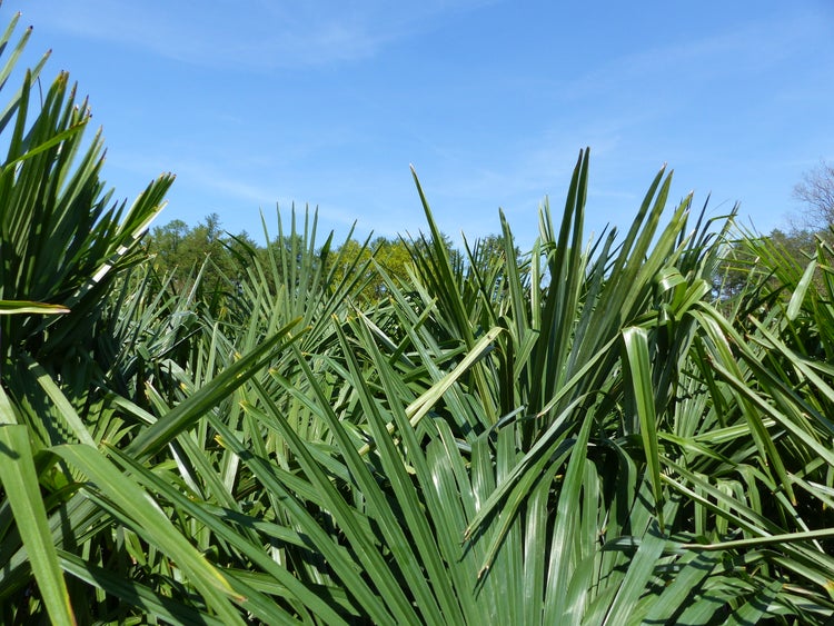 XXL Palme winterhart 180 - 190 cm Trachycarpus fortunei, Hanfpalme, Top-Qualität