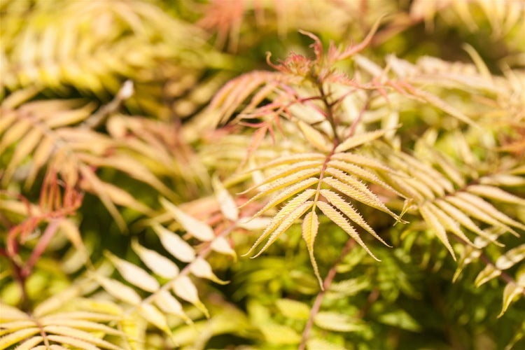 Sorbaria sorbifolia, Fiederspiere, 150–175 cm, weiß blühend