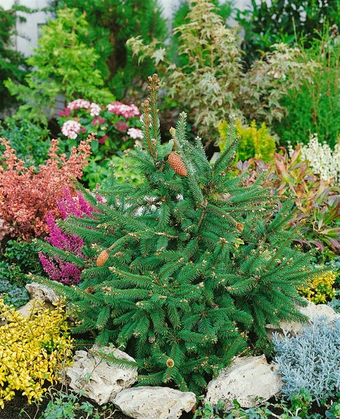 Kleine Fichte mit Zapfen in einem Gartenbeet mit Steinen und verschiedenen Pflanzen.