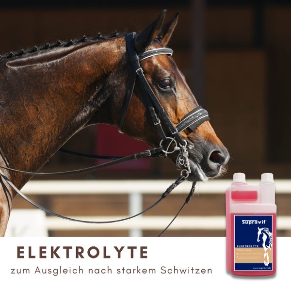 Pferde Elektrolyte zum Ausgleich nach starkem Schwitzen neben einem Pferd