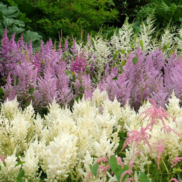 Blühende Prachtspieren in Rosa und Weiß in einem üppig bepflanzten Gartenbeet.