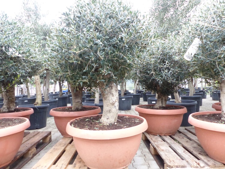 Bonsai Olivenbaum 140 - 160 cm knorrige urige Olive winterhart Olea Europaea Ölbaum