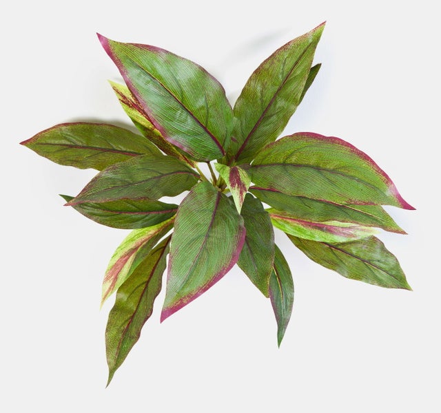 Cordyline-Pflanze in der Draufsicht mit länglichen grünen Blättern und rötlichem Rand.