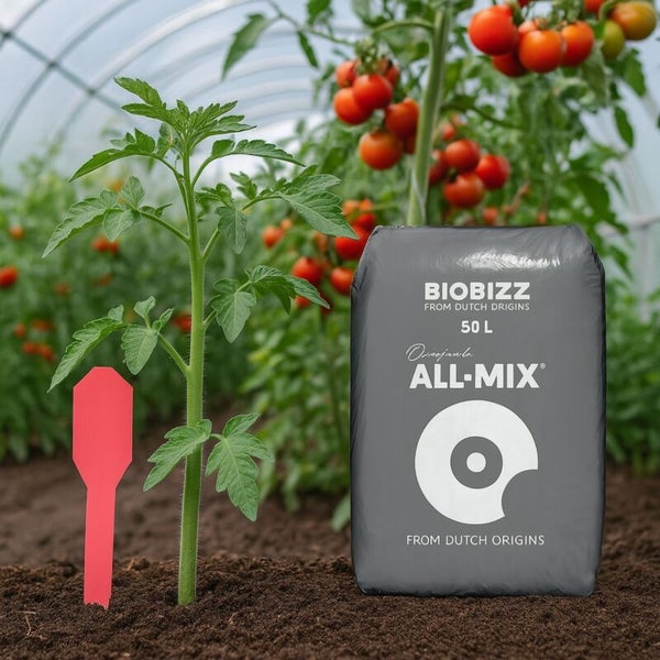 Biobizz All-Mix 50 Liter Sack organische Erde neben einer jungen Tomatenpflanze mit Pflanzstecker im Gewächshaus.