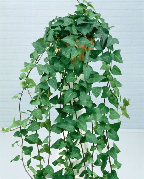 Efeu Zimmerpflanze mit hängenden Ranken