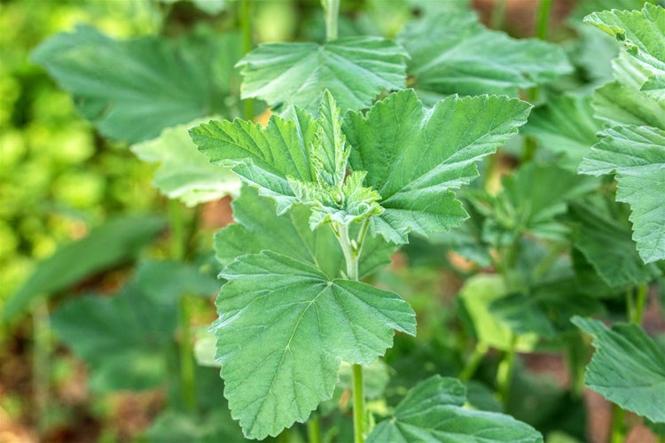 Althaea officinalis, Eibisch, ca. 9x9 cm Topf, heilkräftig