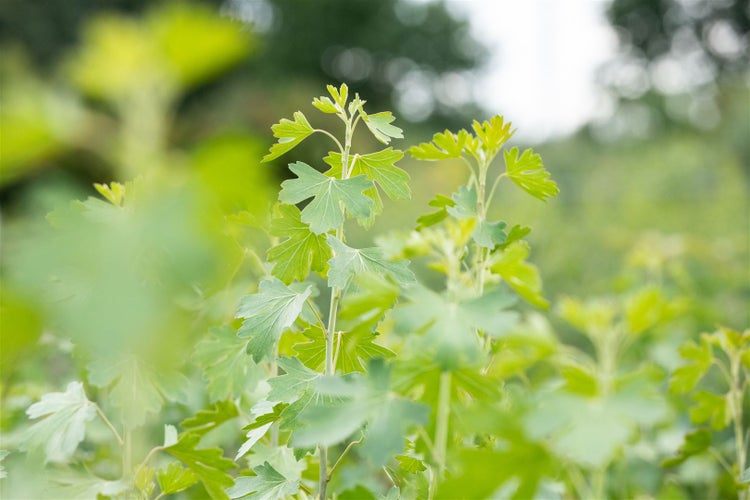 Nahaufnahme einer Gartenpflanze mit grünen gelappten Blättern.