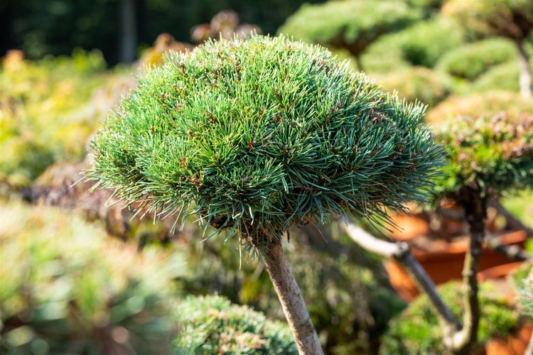 Pinus mugo 'Gnom', Bergkiefer, kompakt, 15–20 cm