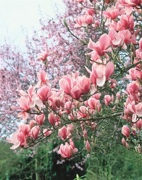 Magnolia soulangiana, Tulpen-Magnolie, rosa-weiß, 60–80 cm