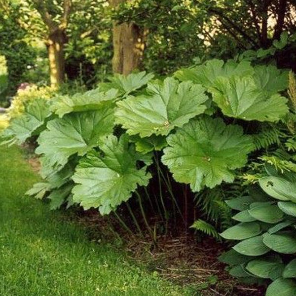 Pflanze mit großen Blättern im Garten