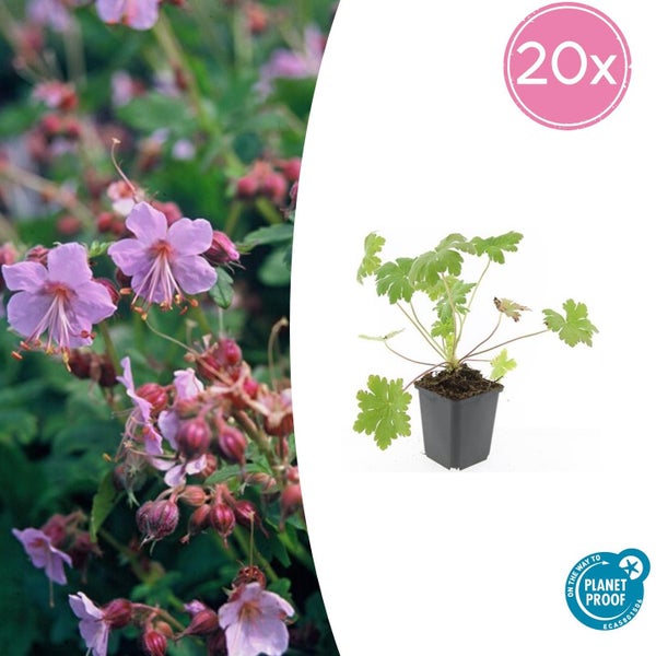 Balkan-Storchschnabel Geranium macrorrhizum 20er Set im Topf mit rosa Blüten und On the way to Planet Proof Siegel.