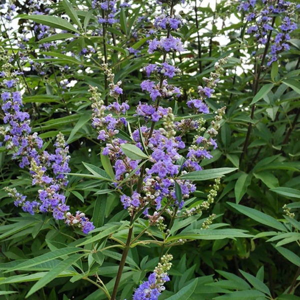 Blühender Mönchspfefferstrauch mit grünen Blättern