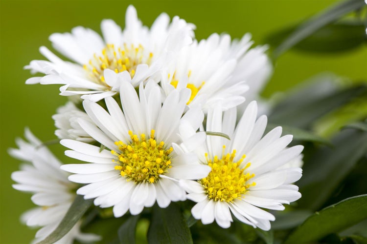 Aster novi-belgii 'White Ladies', Herbstaster, weiß, ca. 11x11 cm Topf