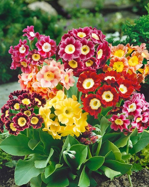 Primula x pubescens, Aurikel, ca. 9x9 cm Topf, mehrfarbig