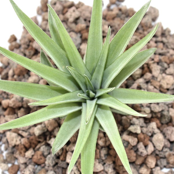 Tillandsia brachycaulos abdida - lose Pflanze klein
