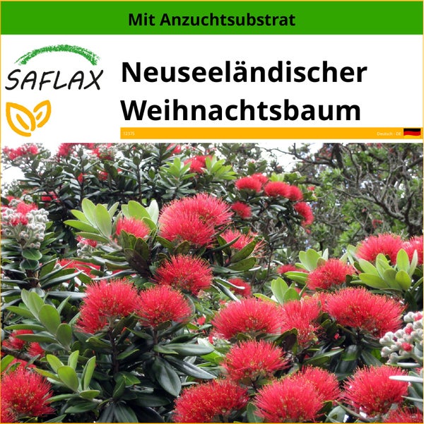 SAFLAX  - Neuseeländischer Weihnachtsbaum - Metrosideros excelsa - 300 Samen - Mit keimfreiem Anzuchtsubstrat