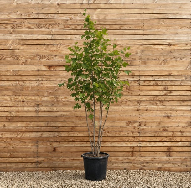 Ein junger Ahornbaum mit mehreren Stämmen in einem schwarzen Pflanztopf vor einer Holzwand.