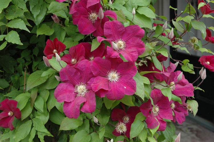 Clematis Hybride 'Rouge Cardinal', Waldrebe, rot, 100–150 cm
