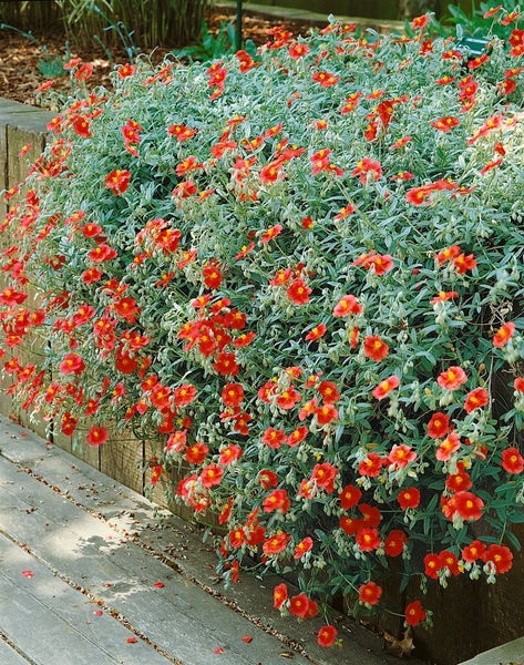 Helianthemum x cult. 'Fire Dragon', Sonnenröschen, leuchtend rot, ca. 9x9 cm Topf