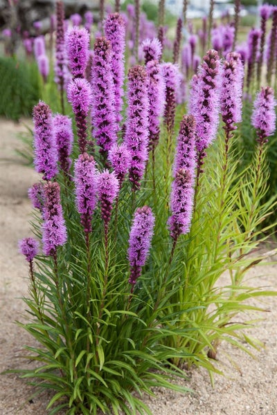 Liatris spicata, Prachtscharte, violett, ca. 9x9 cm Topf