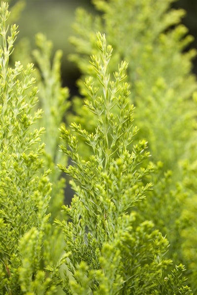 Chamaecyparis lawsoniana 'Ellwood's Empire', 15–20 cm, immergrün