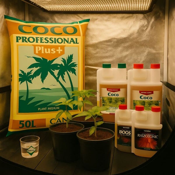 CANNA Coco Professional Plus 50 Liter Sack, Pflanzennährstoffe und drei Setzlinge in Töpfen in einer Anbaubox unter Pflanzenlampen.