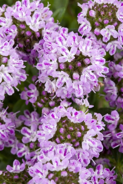 Satureja montana ssp. montana, Bergbohnenkraut, ca. 9x9 cm Topf