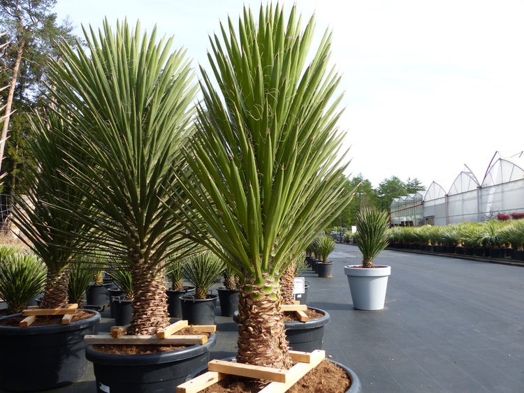XXL Yucca Palme Filifera, 180 cm - 200, Stamm 40 - 50 cm, winterhart -13 Grad