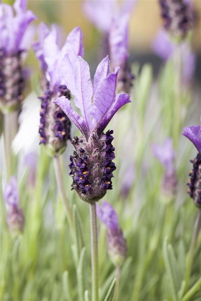 Nahaufnahme von Lavendelblüten im Garten
