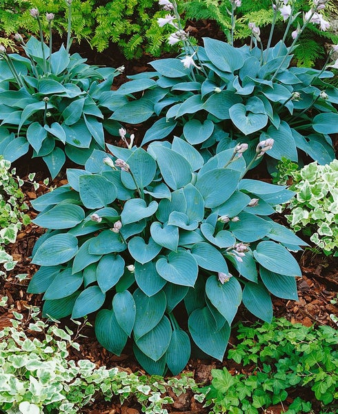 Hosta x tardiana 'Halcyon', Blaublatt-Funkie, ca. 11x11 cm Topf
