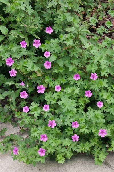 Geranium sanguineum 'Dilys', Storchschnabel, rosa, ca. 9x9 cm Topf