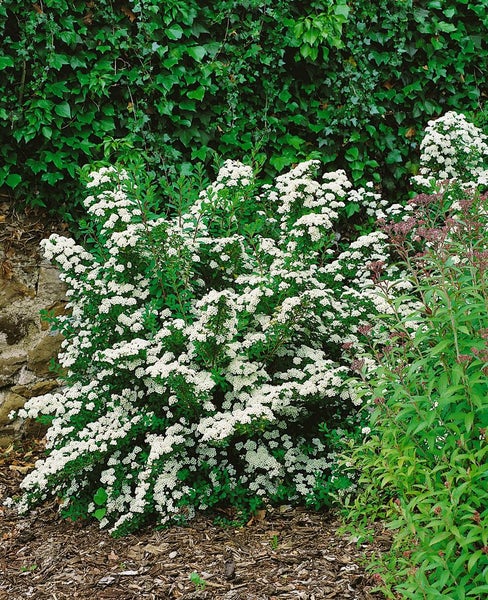 Nahaufnahme von blühenden Spirea-Zweigen