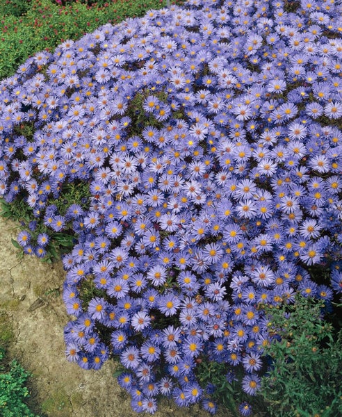 Aster dumosus, Kissen-Aster, hellblau, ca. 9x9 cm Topf