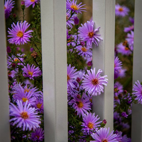 Violette Astern blühen zwischen den vertikalen Stäben eines weißen Gartenzauns.