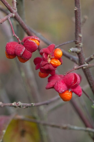 Euonymus europaeus, Pfaffenhütchen, 40–60 cm