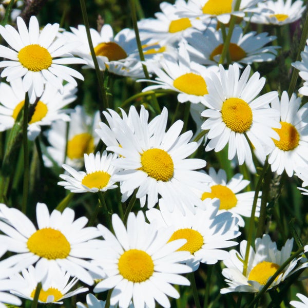 Nahaufnahme von blühenden Margeriten mit weißen Blütenblättern und gelber Mitte.