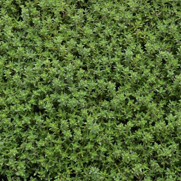 Detailaufnahme von Thymianpflanzen
