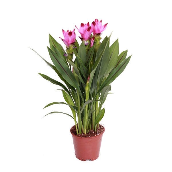 Kurkuma Siam | Tulpenpflanze pro Stück - Außen- und Innenpflanze im Kindergartentopf ⌀14 cm - ↕50 cm