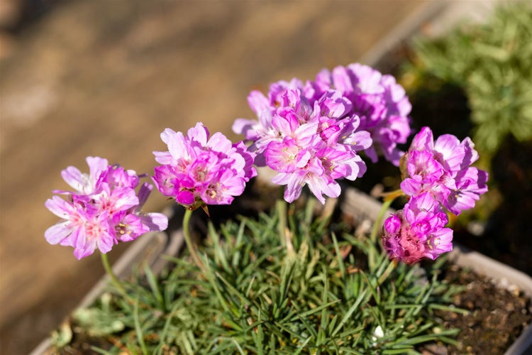 Armeria juniperifolia, Grasnelke, rosa, ca. 9x9 cm Topf