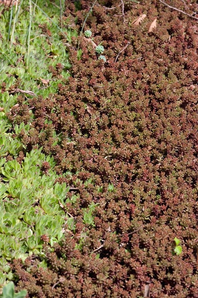 Sedum album 'Murale', Teppichsedum, rötlich, ca. 9x9 cm Topf