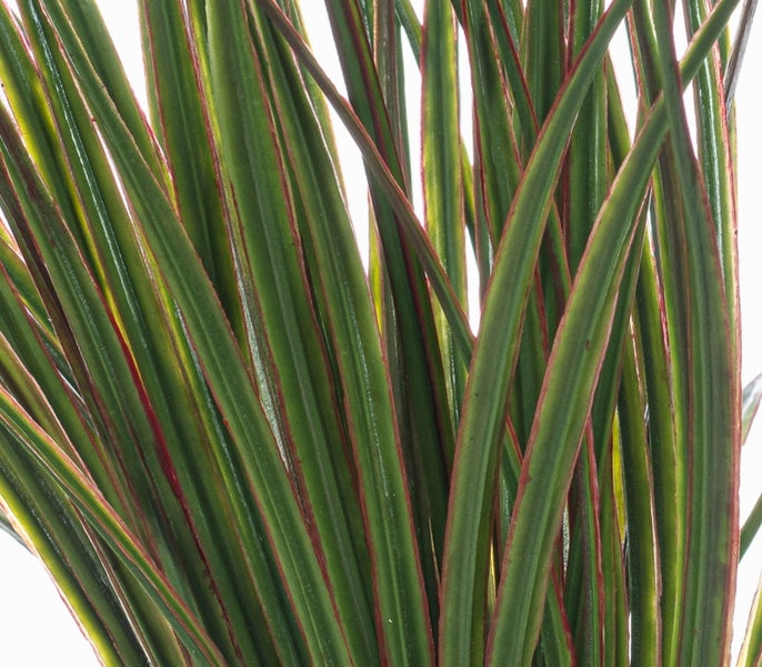 Nahaufnahme der Blätter eines Drachenbaums Dracaena marginata mit grünen Blättern und roten Rändern.