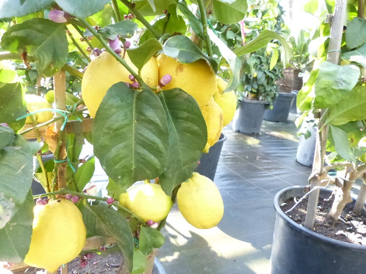 Spalier Zitrone 160 cm, Citrus Limon am Spalier, Zitronenbaum, Zitrus
