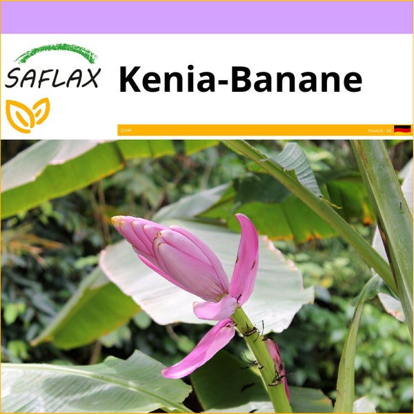 SAFLAX  - Kenia-Banane - Musa velutina - 8 Samen