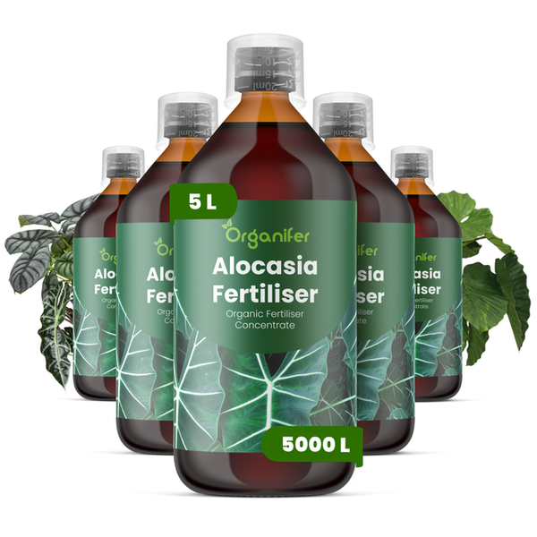 Organifer Bio-Alocasia-Dünger Konzentrat, fünf Flaschen à 5 Liter für circa 5000 Liter Gießwasser.