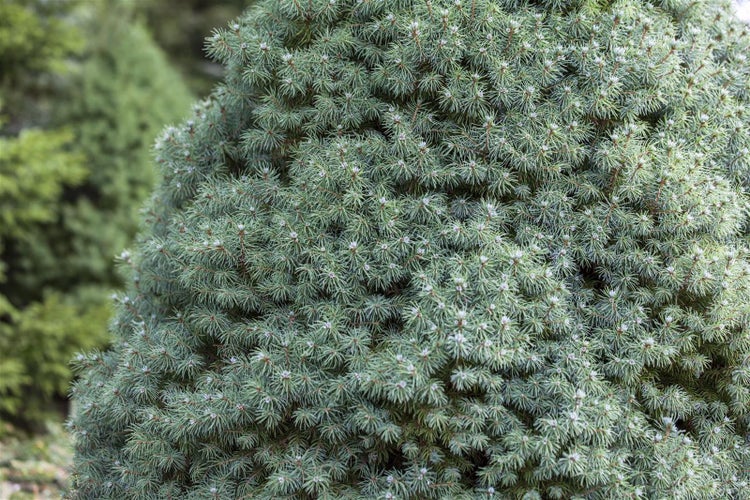 Picea glauca 'Blue Wonder', Zuckerhutfichte, blaugrün, 20–25 cm