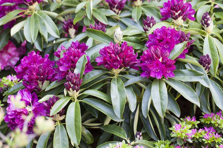 Rhododendron Hybr. 'Old Port', INKARHO, purpurrot, 30–40 cm
