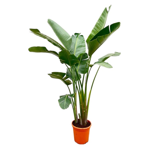 Baum-Strelitzie Augusta de luxe XXL - 250cm - ø38