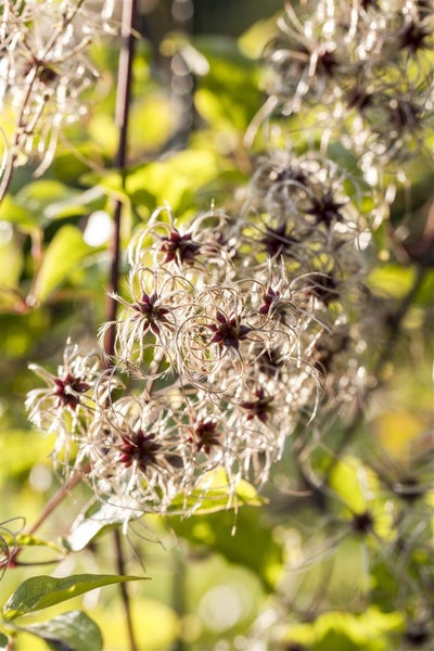 Clematis tangutica, gelbe Blüten, 100–150 cm