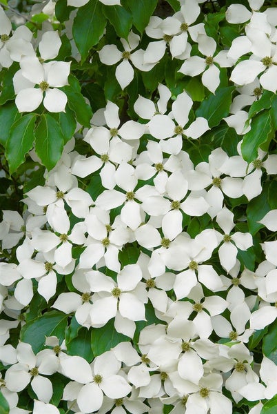 Blütenstände des Blumen-Hartriegels mit weißen Blütenblättern und grünen Blättern.